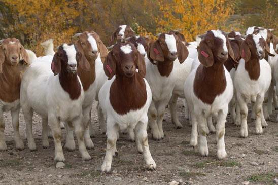 Starting Goat Farming Business in South Africa – Business Plan (PDF, Word & Excel)