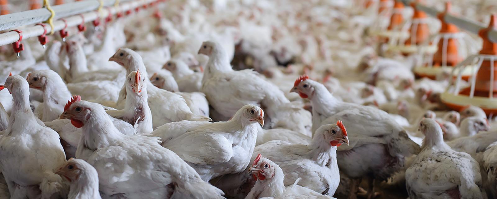 Starting Broiler Poultry Farming Business in South Africa Pertaining To Free Poultry Business Plan Template