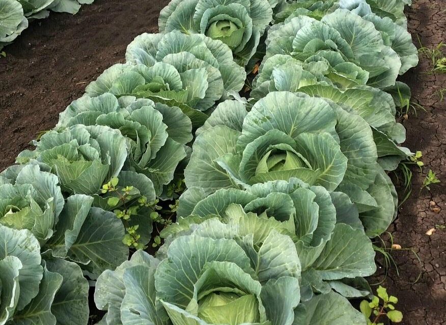 Starting Cabbage Farming Business in South Africa – Business Plan (PDF, Word & Excel)