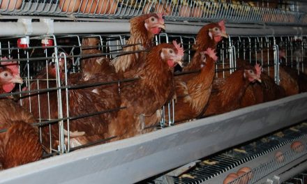 Starting Layers Poultry Egg Farming Business in South Africa – Business Plan (PDF, Word & Excel)