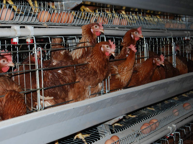 Starting Layers Poultry Egg Farming Business in South Africa – Business Plan (PDF, Word & Excel)