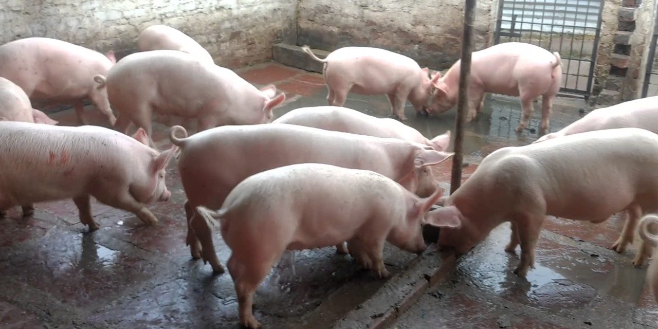 Starting Pig Farming Business in South Africa - Business Plan (PDF