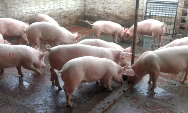 Starting Pig Farming Business in South Africa – Business Plan (PDF, Word & Excel)