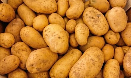 Starting Potato Farming Business in South Africa – Business Plan (PDF, Word & Excel)
