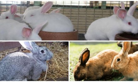 Starting Rabbit Farming Business in South Africa – Business Plan (PDF, Word & Excel)