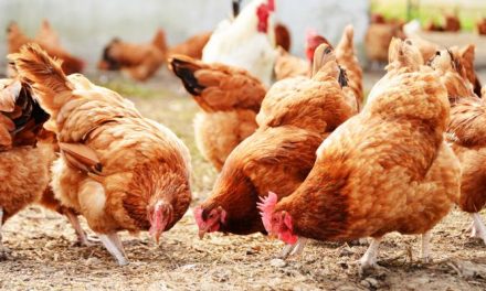 Starting Free Range Chicken Farming Business in South Africa – Business Plan (PDF, Word & Excel)