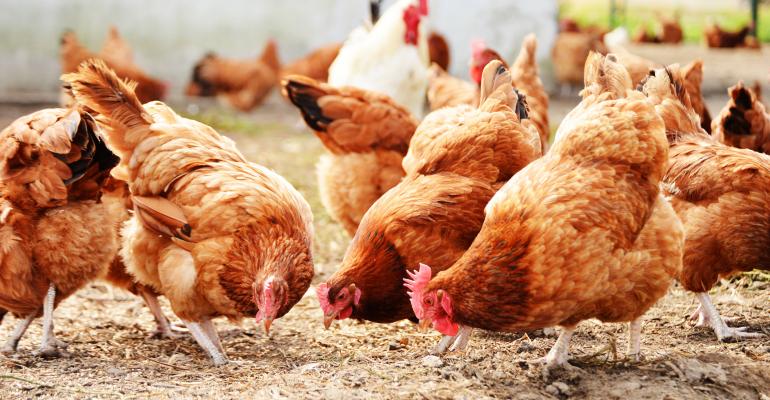 Starting Free Range Chicken Farming Business in South Africa – Business Plan (PDF, Word & Excel)