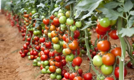 Starting Tomato Farming Business in South Africa – Business Plan (PDF, Word & Excel)