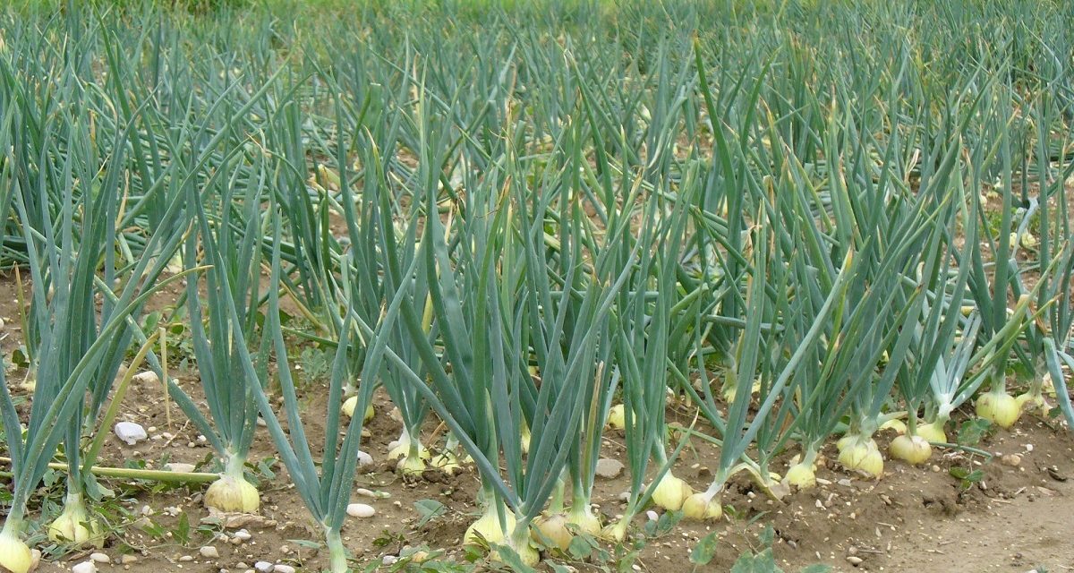 Starting Onion Farming Business in South Africa – Business Plan (PDF, Word & Excel)