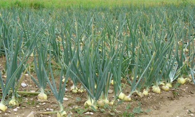 Starting Onion Farming Business in South Africa – Business Plan (PDF, Word & Excel)