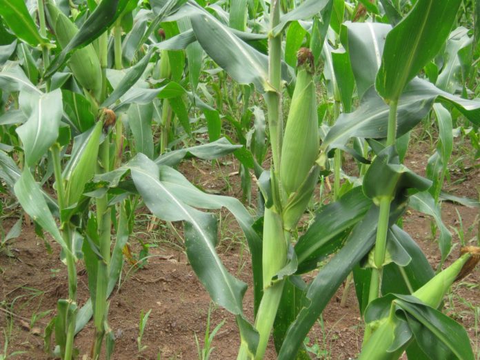 Starting Maize Farming Business in South Africa – Business Plan (PDF, Word & Excel)