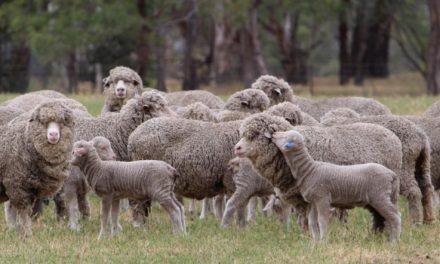 Starting Sheep Farming Business in South Africa – Business Plan (PDF, Word & Excel)