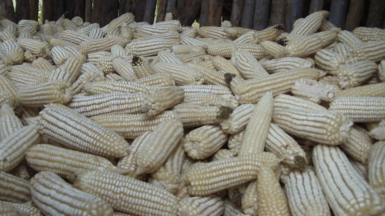 sample business plan for maize farming