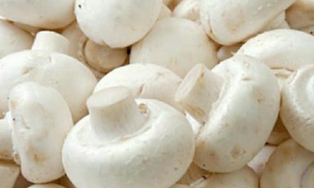 Starting Button Mushroom Farming Business In South Africa
