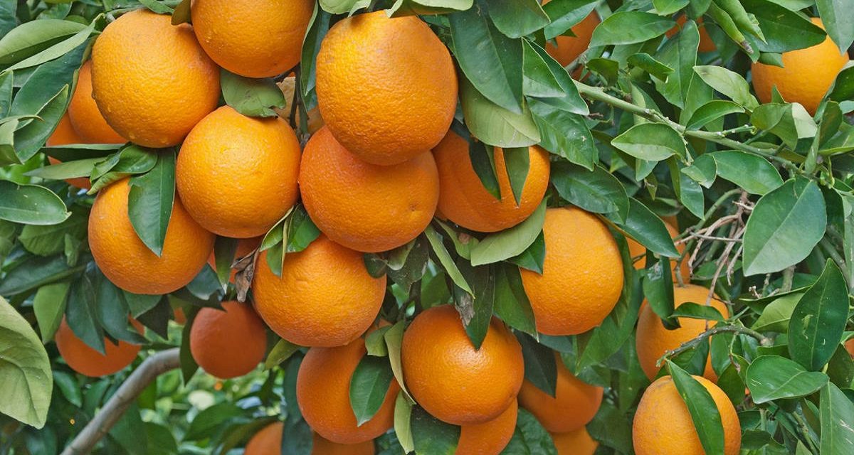 Starting Orange Farming Business In South Africa
