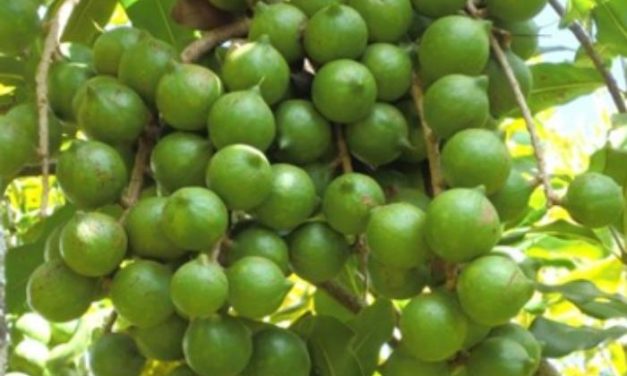 Starting Macadamia Nuts Farming Business in South Africa – Business Plan (PDF, Word & Excel)