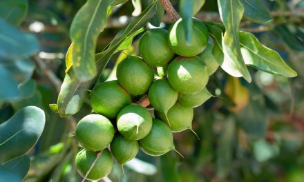 Starting Macadamia Nuts Farming Business in South Africa – Business Plan (PDF, Word & Excel)