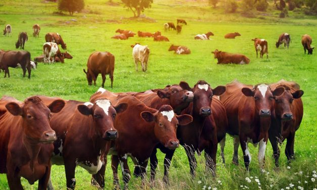Starting A Cattle Farming Business in South Africa – Business Plan (PDF, Word & Excel)