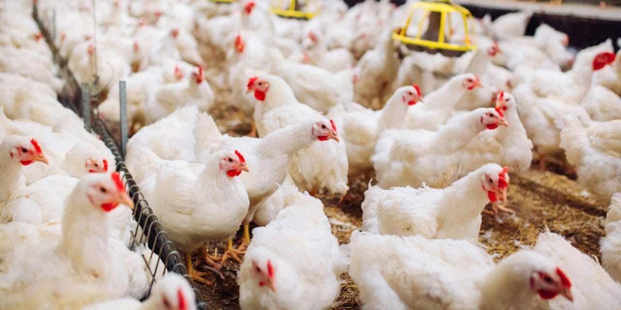 Starting Broiler Poultry Farming Business in South Africa – Business Plan (PDF, Word & Excel)