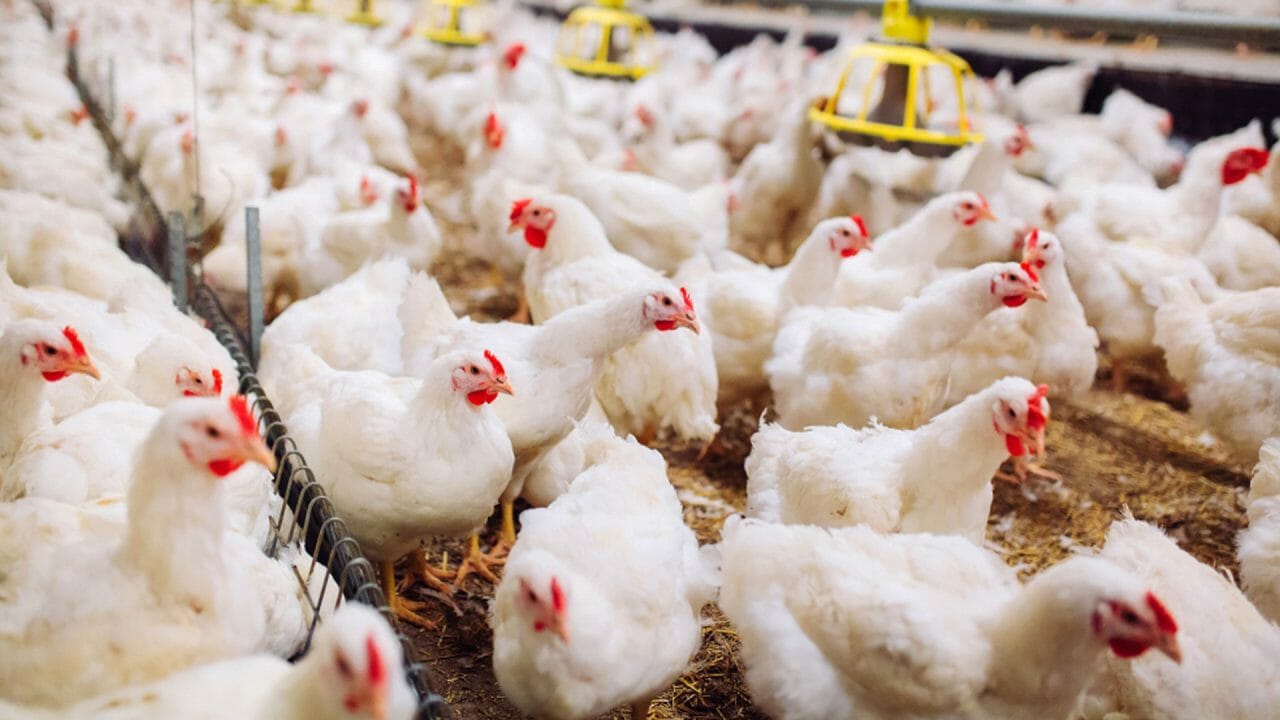 poultry farming business plan south africa pdf