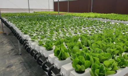 Starting A Hydroponics Farming Business in South Africa – Business Plan (PDF, Word & Excel)